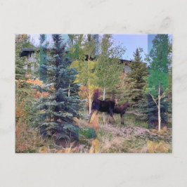Wild Moose in Wyoming Briefkaart
