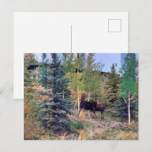 Wild Moose in Wyoming Briefkaart (Voorkant / Achterkant)