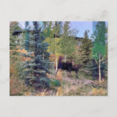 Wild Moose in Wyoming Briefkaart (Voorkant)