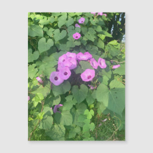 Wild Morning Glories-magneet