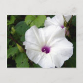 Wild Morning Glory-2010 Briefkaart (Voorkant)