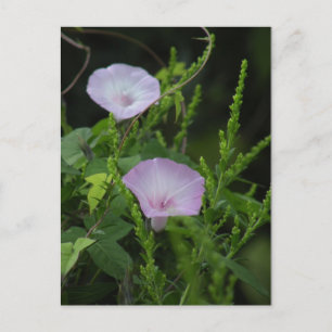 Wild Morning Glory Photo Briefkaart