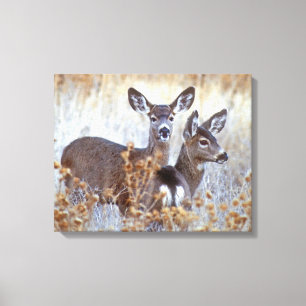 Wild muildier paar   Californië Canvas Afdruk