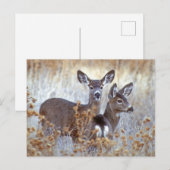 Wild Mule Deer Pair | Californië Briefkaart (Voorkant / Achterkant)