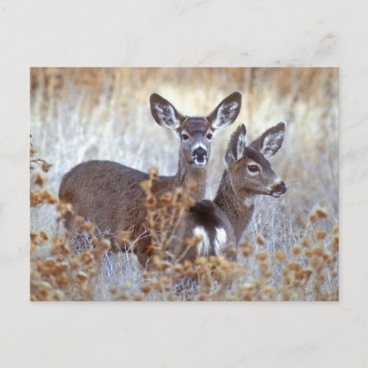 Wild Mule Deer Pair | Californië Briefkaart (Voorkant)