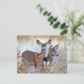 Wild Mule Deer Pair | Californië Briefkaart (Staand voorkant)
