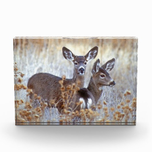 Wild Mule Deer Pair | Californië Fotoblokken (Voorkant)