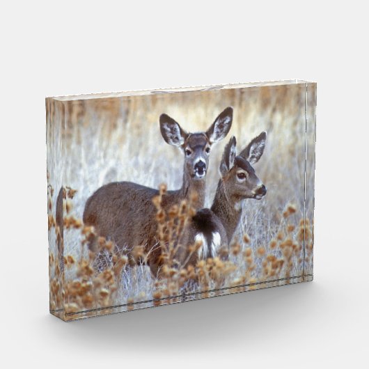 Wild Mule Deer Pair | Californië Fotoblokken (Links)