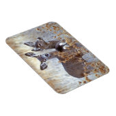 Wild Mule Deer Pair | Californië Magneet (Rechterzijde)