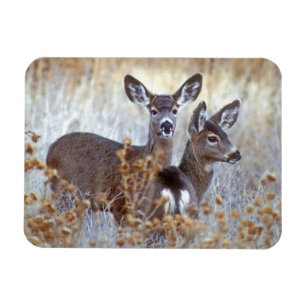 Wild Mule Deer Pair   Californië Magneet