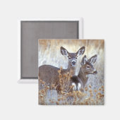 Wild Mule Deer Pair | Californië Magneet (Voorkant / Achterkant)
