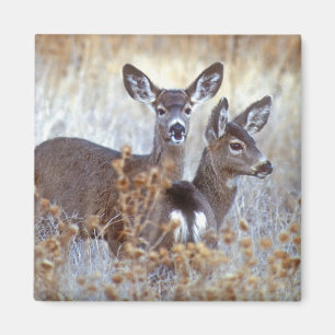 Wild Mule Deer Pair   Californië Magneet