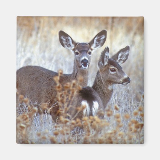 Wild Mule Deer Pair | Californië Magneet (Voorkant)