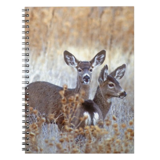 Wild Mule Deer Pair | Californië Notitieboek (Voorkant)