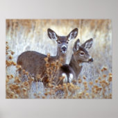 Wild Mule Deer Pair | Californië Poster (Voorkant)