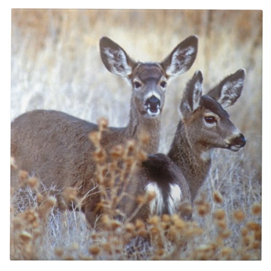 Wild Mule Deer Pair | Californië Tegeltje (Voorkant)