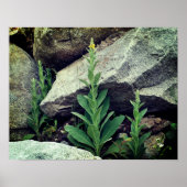 Wild Mullein Flowers Tussen Rocks Poster (Voorkant)