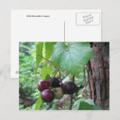 Wild Muscadine Grapes Briefkaart (Voorkant / Achterkant)