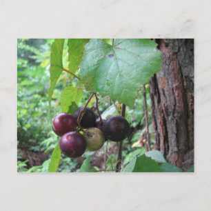 Wild Muscadine Grapes Briefkaart