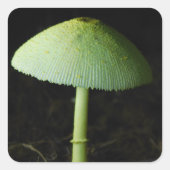 Wild Mushroom Photo  Vierkante Sticker (Voorkant)