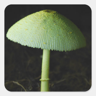 Wild Mushroom Photo  Vierkante Sticker
