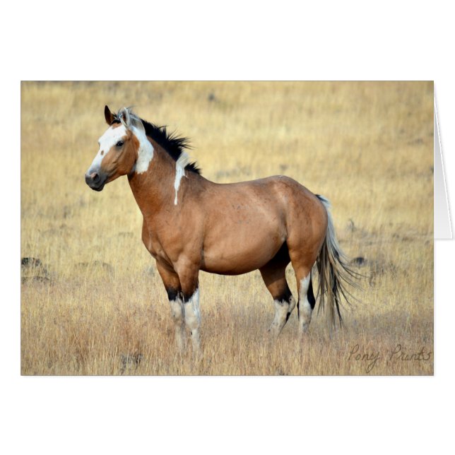 Wild Mustang Card (Voorkant Horizontaal)