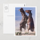 Wild Mustang Fight Briefkaart (Voorkant / Achterkant)
