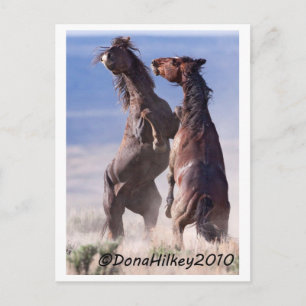 Wild Mustang Fight Briefkaart