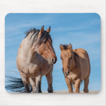 Wild Mustang Hengst en Wild Horse Veulen