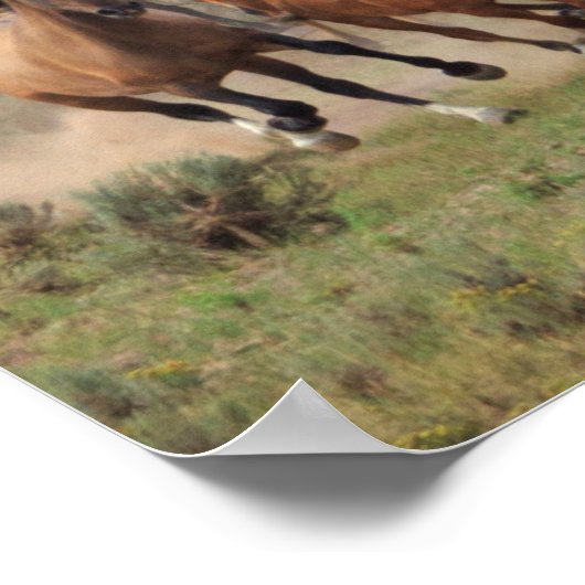 Wild Mustang Herd Poster (Hoek)