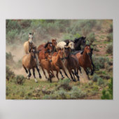 Wild Mustang Herd Poster (Voorkant)