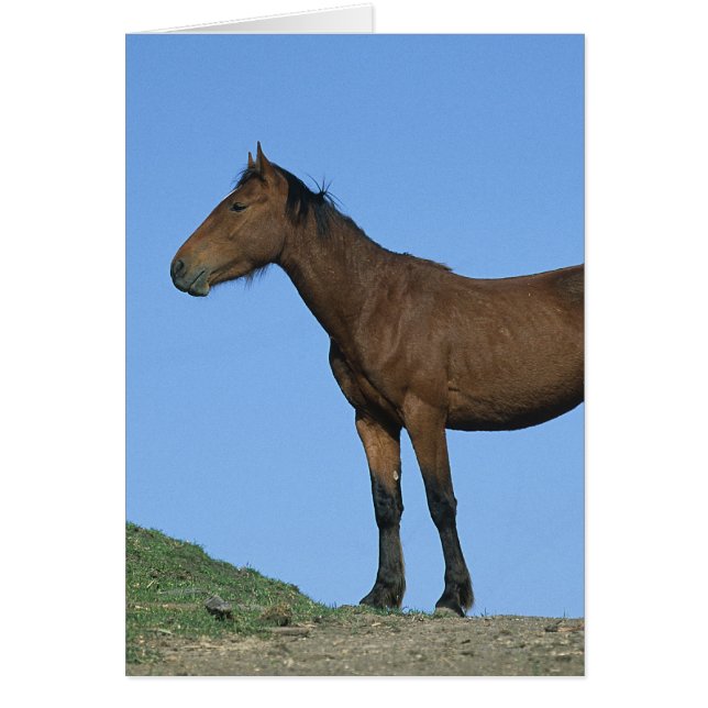 Wild Mustang Horse (Voorkant)
