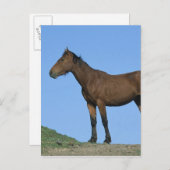 Wild Mustang Horse Briefkaart (Voorkant / Achterkant)