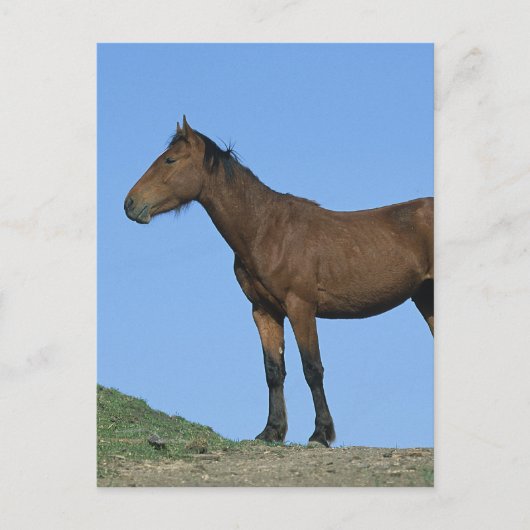 Wild Mustang Horse Briefkaart (Voorkant)