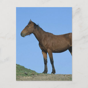 Wild Mustang Horse Briefkaart