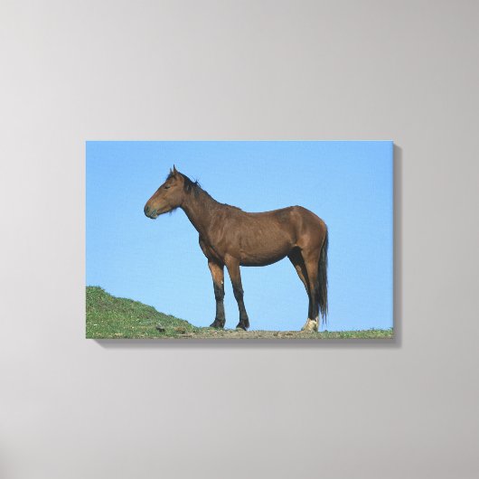 Wild Mustang Horse Canvas Afdruk (Voorkant)