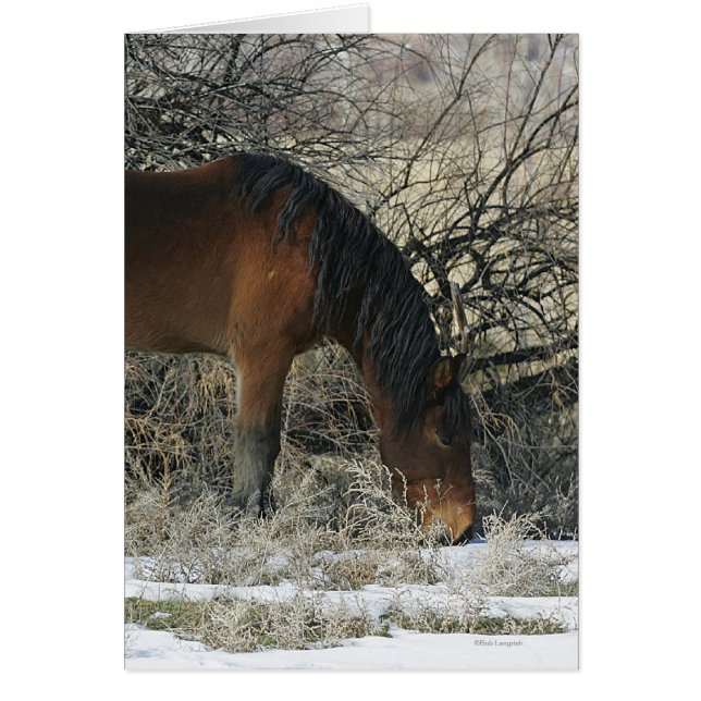 Wild Mustang Horse in de sneeuw 1 (Voorkant)