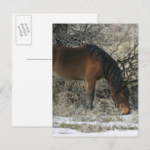 Wild Mustang Horse in de sneeuw 1 Briefkaart (Voorkant / Achterkant)