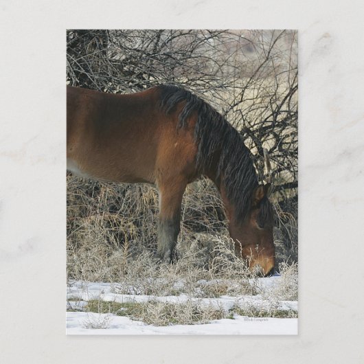 Wild Mustang Horse in de sneeuw 1 Briefkaart (Voorkant)