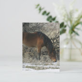 Wild Mustang Horse in de sneeuw 1 Briefkaart (Staand voorkant)