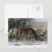Wild Mustang Horse in de sneeuw 1 Briefkaart (Voorkant / Achterkant)