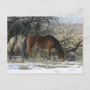 Wild Mustang Horse in de sneeuw 1 Briefkaart