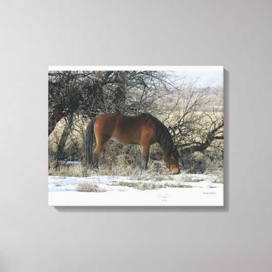 Wild Mustang Horse in de sneeuw 1 Canvas Afdruk (Voorkant)