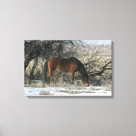 Wild Mustang Horse in de sneeuw 1 Canvas Afdruk (Voorkant)