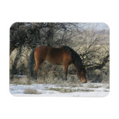 Wild Mustang Horse in de sneeuw 1 Magneet (Horizontaal)