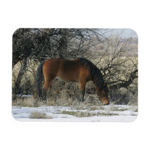 Wild Mustang Horse in de sneeuw 1 Magneet