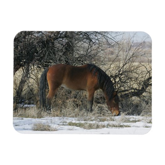 Wild Mustang Horse in de sneeuw 1 Magneet (Horizontaal)