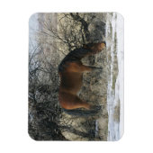Wild Mustang Horse in de sneeuw 1 Magneet (Verticaal)
