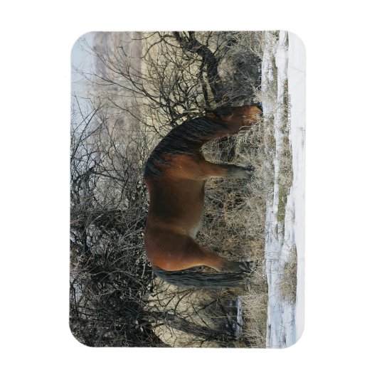 Wild Mustang Horse in de sneeuw 1 Magneet (Verticaal)