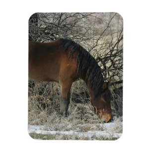Wild Mustang Horse in de sneeuw 1 Magneet